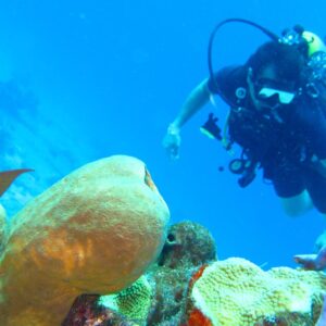 Buceo Isla Catalina - Tours / Excursiones - Stay Happy RD