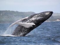 Humpback Whales - SAMANA- Tour / Excursions - Stay Happy RD