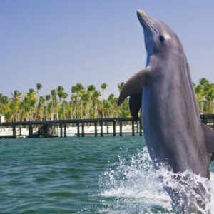 Dolphin Básico - PUNTA CANA - Tour / Excursiones - Stay Happy RD -- 1