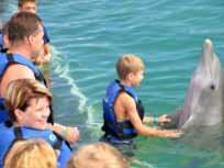 Dolphin Intermediate - PUNTA CANA - Tour / Excursions - Stay Happy RD -- 1