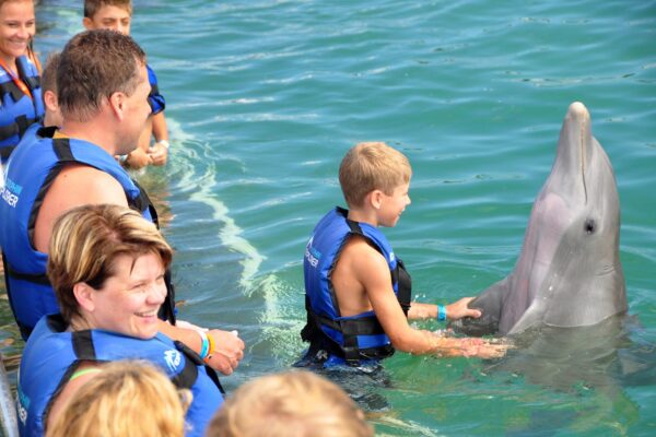 Dolphin Intermediate - PUNTA CANA - Tour / Excursions - Stay Happy RD -- 1